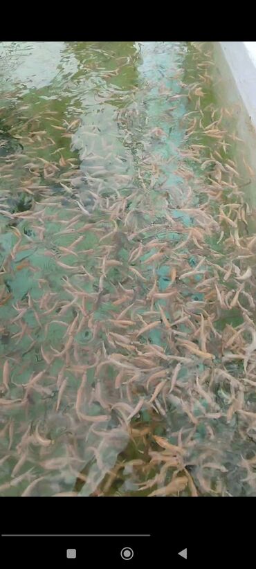 рагатка для рыба: Салам алейкум в продаже мальки Янтарной форели 90% и 10% радужной