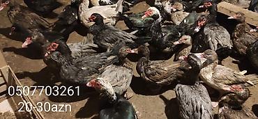 Ördəklər: - Növ: Lal ördək, amerikan sortu (Muscovy ducks). - Rənglər: tünd, ağ — 4