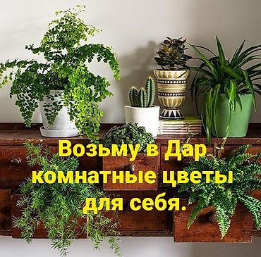 растения обмен: Ищу комнатные растения в дар для домашней коллекции. Интересуют: - — 1