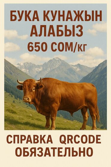 купить кошку: Сатып алам | Уйлар, букалар | Күнү-түнү, Союлган, Союуга, этке