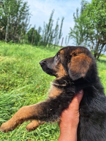 тайган собаки: Продаю немецкую овчарку 1 кобель остался чипрак подпалый привитый
