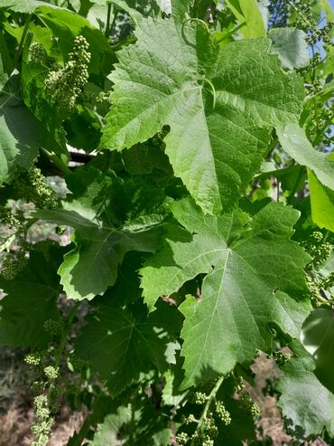 ət məhsulları: Винограднып листья
1 кг 15 манат