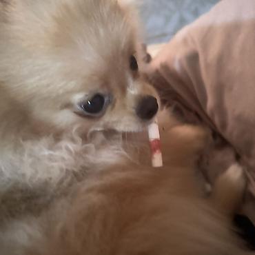 Продажа собак: Шпиц, 7 месяцев, Самка, С прививкой — 3