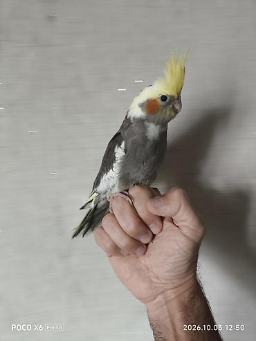 simmental danalarin satisi: Korella balaları satılır. 1 ayları təzə tamam olub. yumşaq yemi özləri — 7