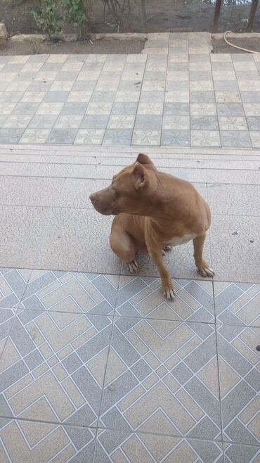 it pitpul: Pitbul, 1 ay, Erkek