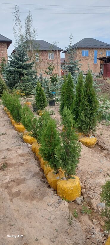 Декоративные деревья: Саженцы деревьев: Туи, Платная доставка — 5
