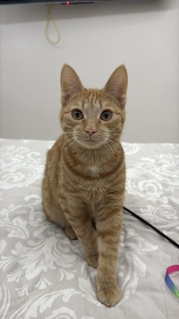 отдам кота в добрые руки: Мышык бекер берилет: Породасыз, 5 айлык, Эркек, Документтери менен, Эмделген, Курттардан тазаланган