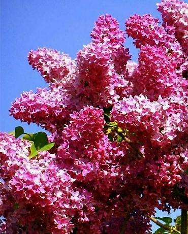 Сирень: Фото1-3 Сирень махровая на срез для букетов, с потрясающим ароматом — 2