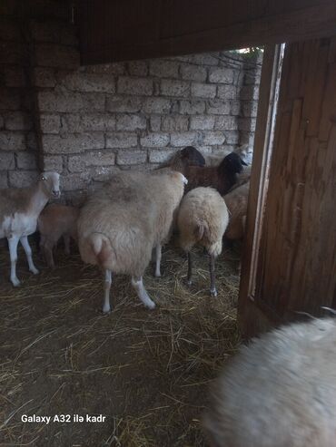 Qoyunlar, qoçlar: Qoç satılır .buynuzlu qoç 650 manata beyləqan 1000 manat sonudu.qoyun -da lalafo.az — 3 Qoyunlar, qoçlar: Qoç satılır .buynuzlu qoç 650 manata beyləqan 1000 manat sonudu.qoyun — 3