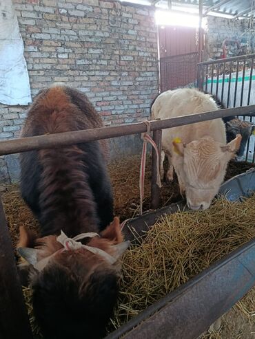 Коровы, быки: Продаю | Бык (самец) | Полукровка | На откорм | Привязанные — 2