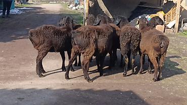 Баран, овца: Продаю | Овца (самка) | Для разведения | Ярка — 10