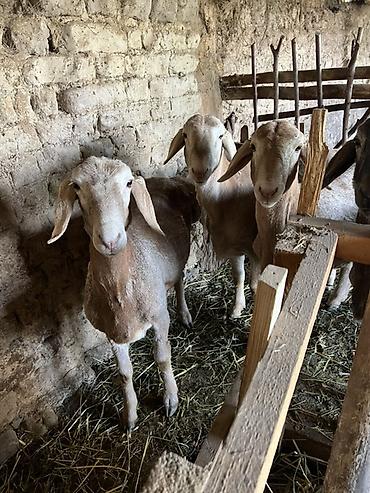 Баран, овца: Продаю | Овца (самка) | Для разведения — 10