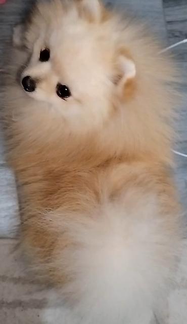 Psi: Pomeranac zenkica. Dostupna prelepa ženkica pomeranca. Starosti 4 mes — 3