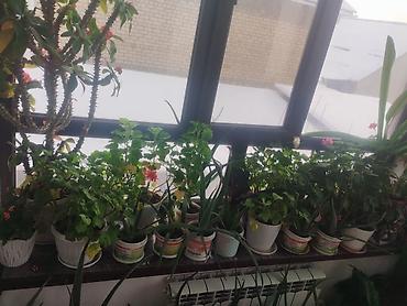 Другие комнатные растения: Продаю комнатные цветы герань, женское счастье, алое и ТД — 7