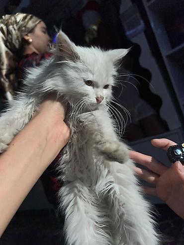мышык сатылат ош: Уже котёнок который напоминает породу мейн-кун на самом деле котёнок — 6