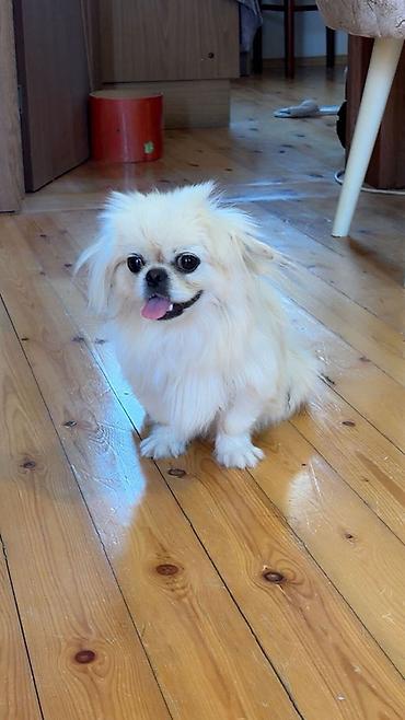 it satış: Pekines, 8 ay, Dişi, Ünvandan götürmə — 2