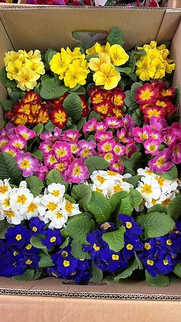 Герани и пеларгонии: Комнатные цветы в горшках — ассортименты расцветок - Цикламен — 11