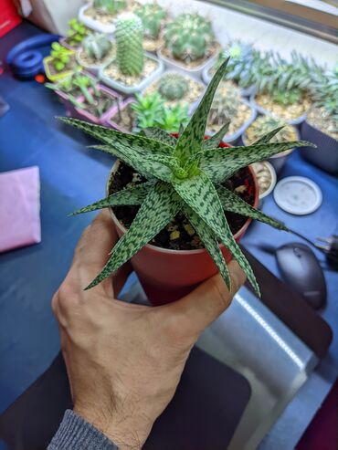 Otaq bitkiləri: Sukkulentlər. Sağlam və dözümlü bitkilərdi. Uzun müddət susuz qala — 17