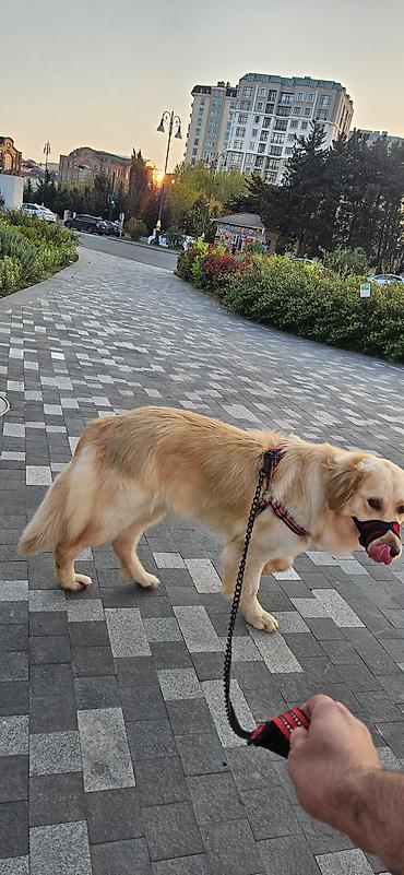 balaca cins itler: Retriever, 1 il, Dişi, Sənədli, Ünvandan götürmə — 1