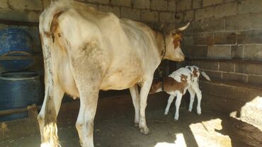 продаю или меняю на скот: Продаю | Корова (самка) | Симментальская | Для молока