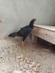 дом для собака: Продаю | Петух | Дакан | Для разведения, Для боев