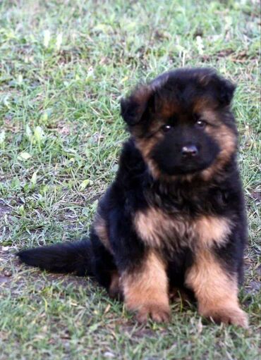 İtlər: Alman çoban iti, 2 ay, Erkek, Sənədli, Pulsuz çatdırılma — 3