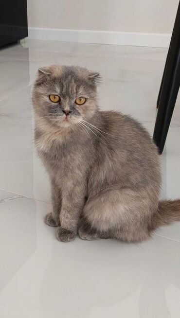 котята в добрые руки бесплатно: Şotland yastı qulaq, Dişi