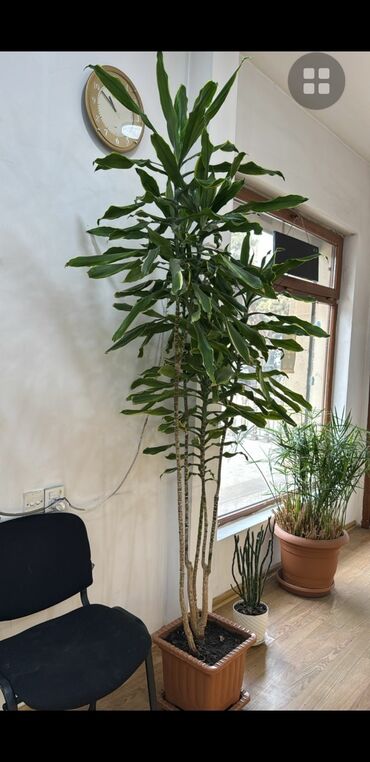 1998 ne ilidi: Draçena bitkisi (Dracaena fragrans)150 manatadır . Havadaki toksinləri