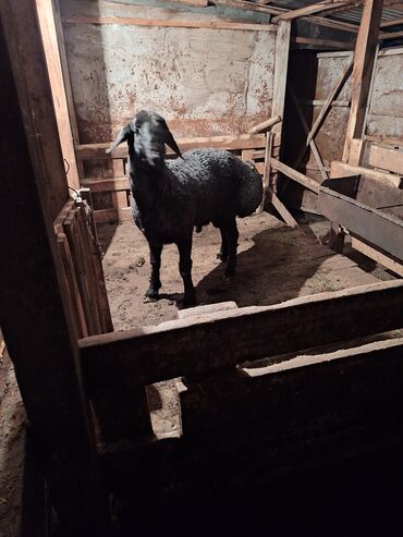 овцы баран: Продаю | Баран (самец) | Гиссарская, Арашан | На забой, Для разведения, Для шерсти