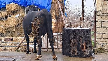 Inəklər, öküzlər: Dişi, Simental, il: 4, 650 kq — 8