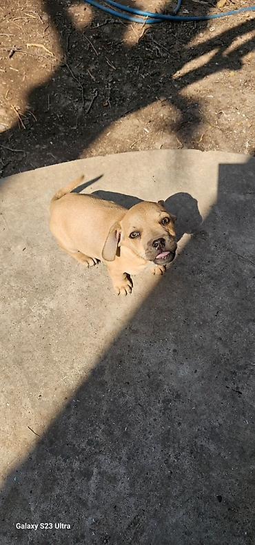 Продажа собак: Щенки смешанной породы - Окрас: рыжий/палевый с тёмной мордочкой. - — 12