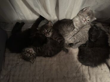 Продажа кошек: Скотиш Страйт (Шотландская прямоухая), 1 месяц, Мальчик