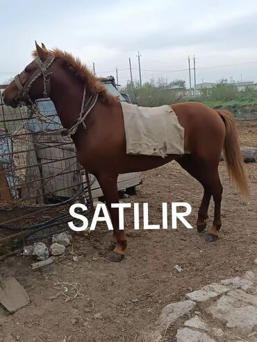 at yalinda satilan evler: Erkək, il: 7, Ünvandan götürmə