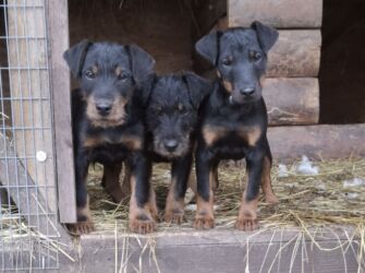 питбуль саймон: Ягдтерьер, 3 айлык, Эркек