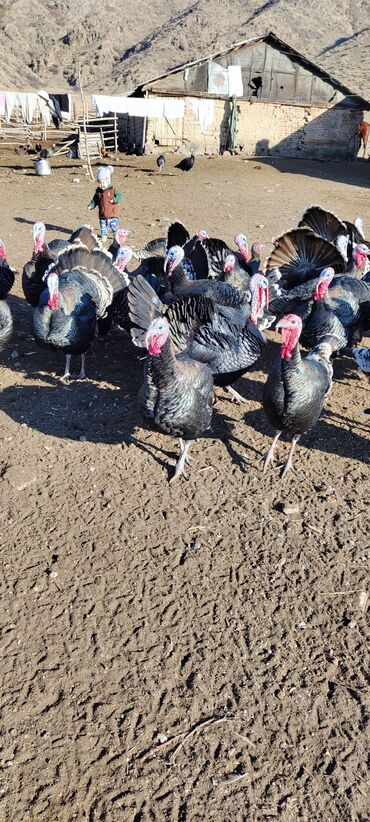 Индюки: Продаю | Индюк (самец) | Черный принц | Для разведения | Племенные — 4