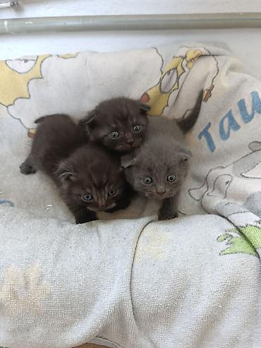 котята свинкс: 1 месяц, Мальчик, Серый, Приучена к лотку — 6