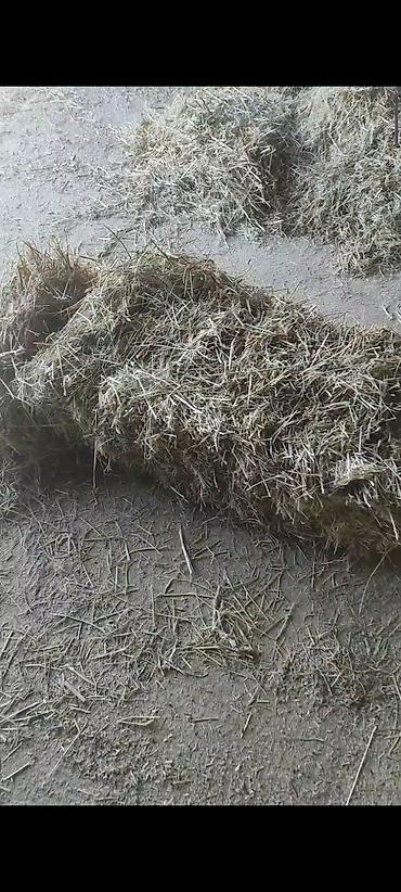 Корма для с/х животных: Сено в тюках

кастра с камышом 130 сом. 400-500 шт — 2
