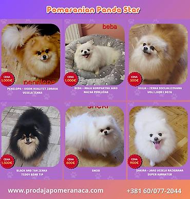 kupujem prodajem pomeranac: Pomeranian Star renomirana odgajivačnica pomeranaca iz Beograda je — 2