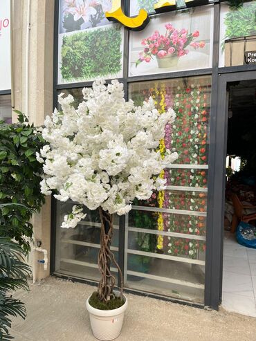 Ağaclar: Depodan bir basa satis 70azn baslayan dekarativ suni agaclar topdan — 29