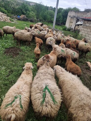 Qoyunlar, qoçlar: Dişi, il: 1, Damazlıq, Ünvandan götürmə