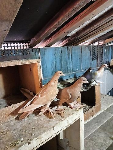 Птицы: Продаю молодых голубей 1 шт стоит пятьсот сом окончательно родители — 3