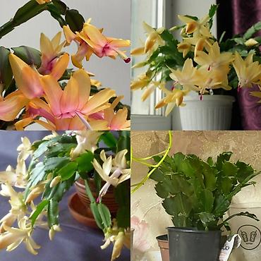 Декабристтер: Декабрист (Schlumbergera) с редкими жёлтыми цветами - Окрас цветков — 2