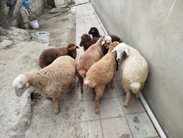 erkey quzu: Erkək, il: 1, 10 kq, Damazlıq, Ünvandan götürmə