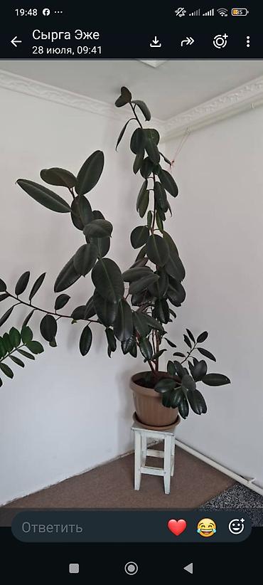 кресло мягкое: Фикус эластика (Ficus elastica) в горшке. - Крупное комнатное — 1