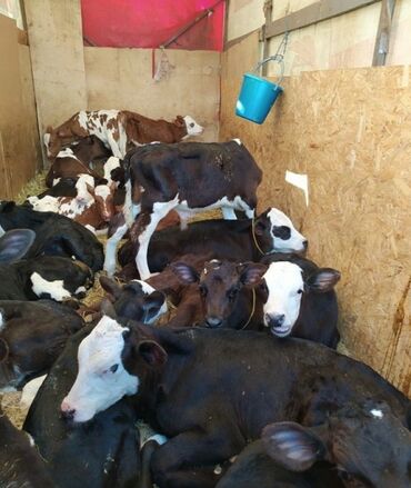 корова дойный: Сатам | Уй (ургаачы), Бука (эркек), Кунаажын