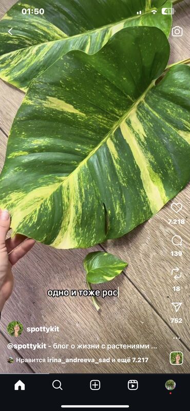 Otaq bitkiləri: Her nov guler var endirimnen verecem Gencedi istiyen yazsin satiş — 95