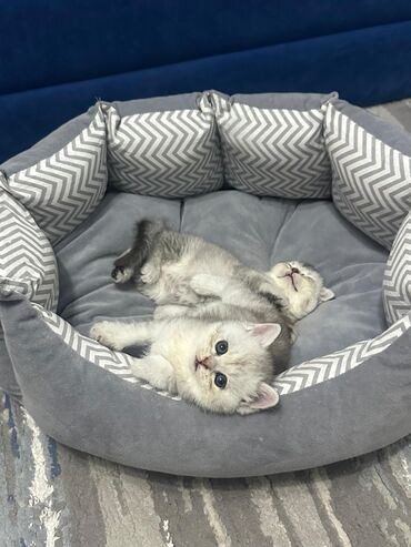 скоттиш страйт шотландская прямоухая кошка: Продается один шотландский котенок девочка. Родилась 14 июля