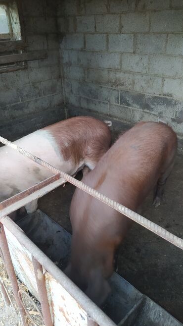 дом кошек: Куплю Свиней на Дорост на Мясо!