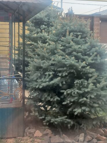 купить шаровидные хризантемы мультифлора: Ель голубая (Picea pungens), взрослые декоративные экземпляры