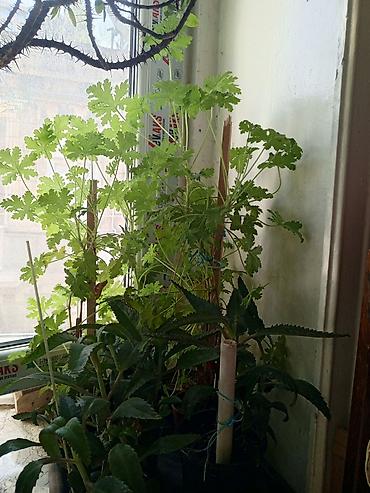 suni sam agaclari: Otaq bitkiləri dəsti – Spathiphyllum (Sülh zanbağı) və Sansevieria — 6